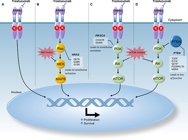 Schematic representation of HER2 signaling pathway.