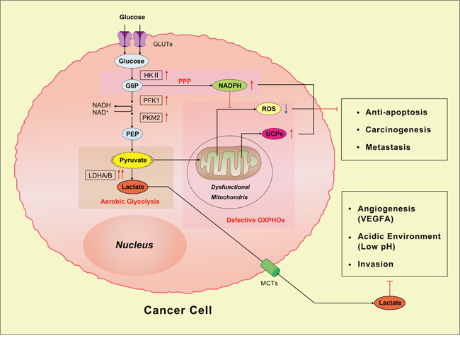 The Warburg effect in cancer cells.