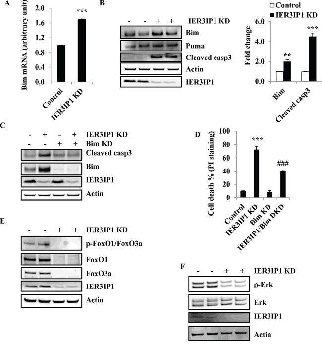 Bim is increased in MIN6 cells following IER3IP1 suppression.