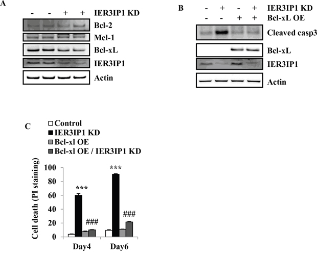 Overexpression of Bcl-xL reduces cell death induced by IER3IP1 suppression.