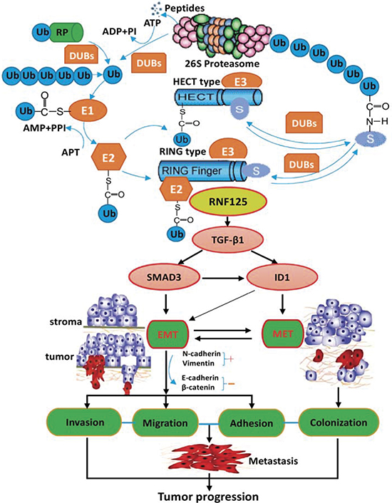 The possible underlying molecular mechanisms of RNF125 effect via activating the TGF-&#x03B2;1-SMAD3-ID1 signaling pathway in cancer progression.