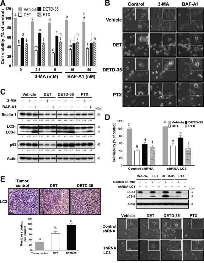 DET and DETD-35 induce nonautophagic cytoplasmic vacuolation death in TNBC cells.