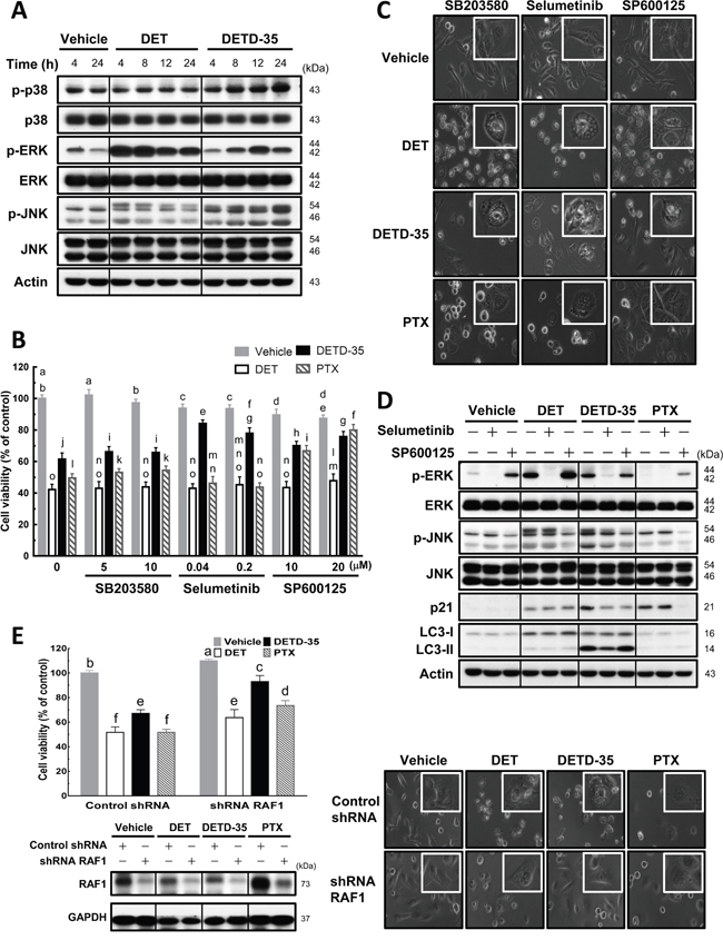 Effects of MAPK inhibitors on DET, DETD-35, and PTX-induced cytoplasmic vacuole formation in TNBC cells.