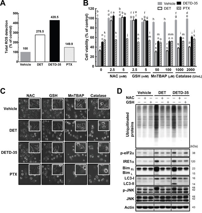 Pretreatment with either NAC or GSH prevents DET and DETD-35 induced ROS production and cytoplasmic vacuolation-mediated cell death.