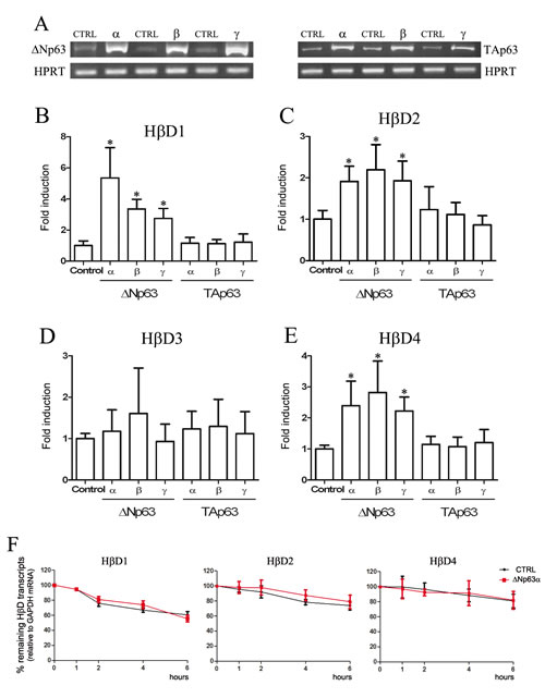 H&#x3b2;D1, H&#x3b2;D2 and H&#x3b2;D4 expression is up-regulated by &#x394;Np63 transfection.