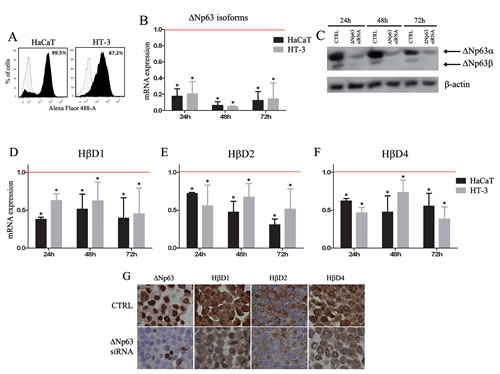 Figure 3:&#x394;Np63 silencing reduces H&#x3b2;D1, H&#x3b2;D2 and H&#x3b2;D4 expression in both normal keratinocytes and cancer cells.