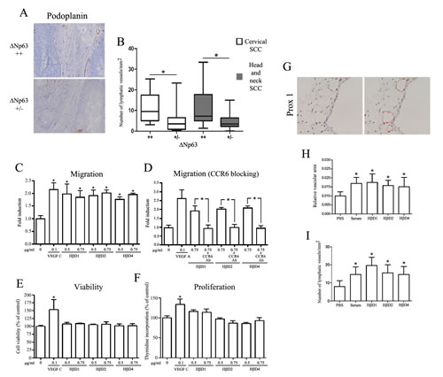 Figure6: &#x394;Np63-regulated H&#x3b2;Ds promote lymphangiogenesis.