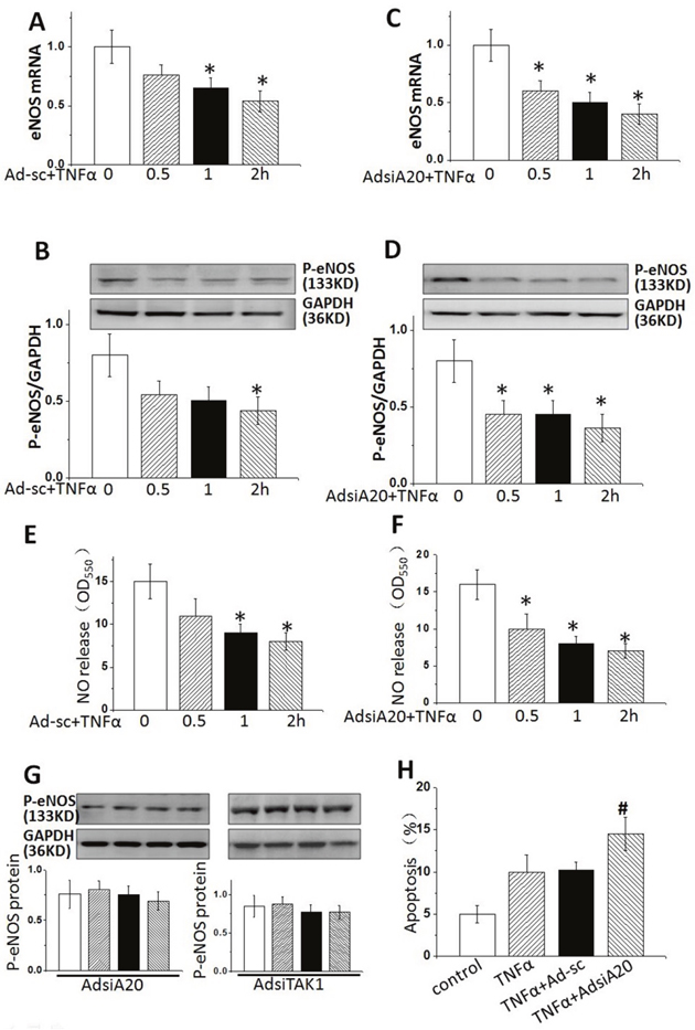 Knockdown A20 reduced eNOS expression in TNF&#x03B1; -stimulated HUVECs.