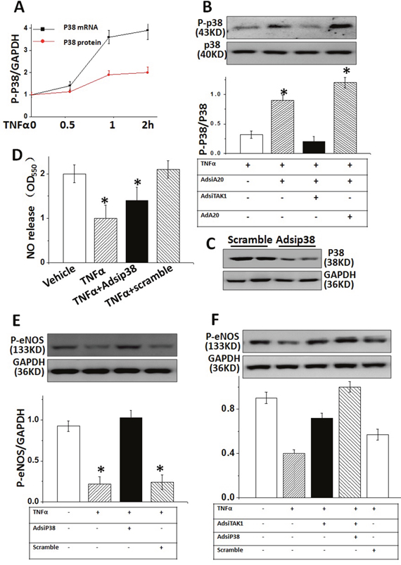 A20-dependent TAK1 activity reduced eNOS expression through regulating p38 MAPK in HUVECs.
