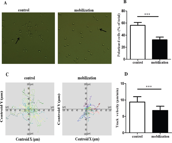 G-CSF reduced the polarization and migration of CD4+ T cells.
