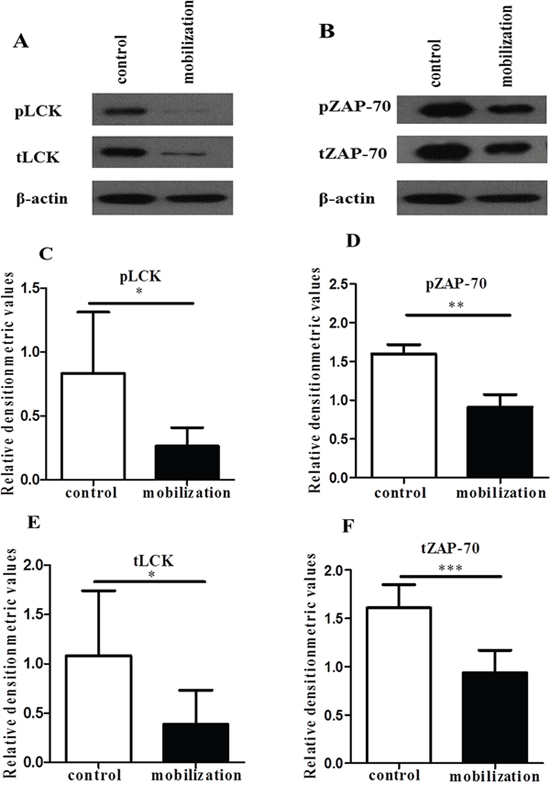 G-CSF decreased the expression of Lck and ZAP-70.