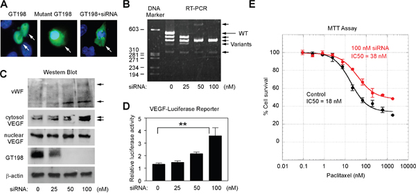 GT198 activation stimulates VEGF and increases U-251 cell survival.