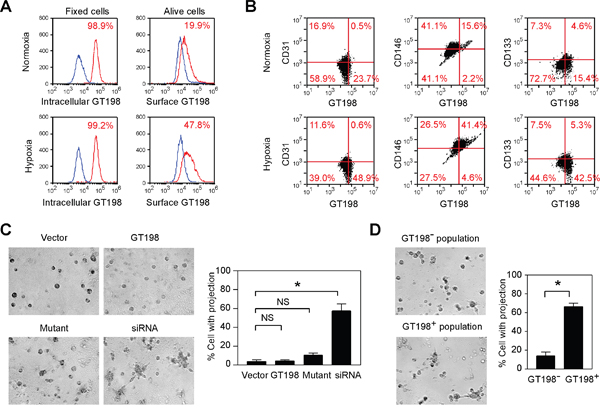 Hypoxia induces cell surface expression of GT198 and GT198 activation promotes tube formation in U-251 cells.