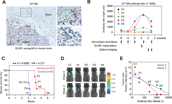 GT198 vaccination suppresses mouse GL261 glioma growth.