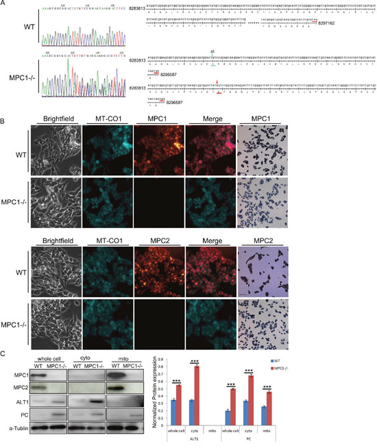 Characterization of MPC1-/- in the RM-1 murine prostate cancer cells.