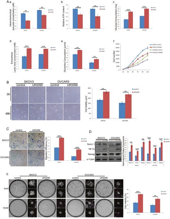 Effect of MPC blockade with UK5099 on ovarian cancer cell lines SKOV3 and OVCAR3.