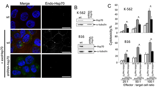 Fig 3: Abrogation of Hsp70 expression reduces the sensitivity of cancer cells towards cytolytic activity of lymphocytes.