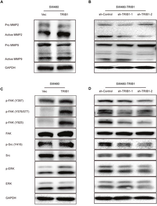 TRIB1 promotes MMP-2 and MMP-9 expression and activates FAK and ERK signaling.