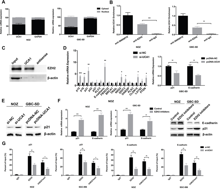 UCA1 bound with EZH2 to epigenetically repress p21 and E-cadherin transcription.
