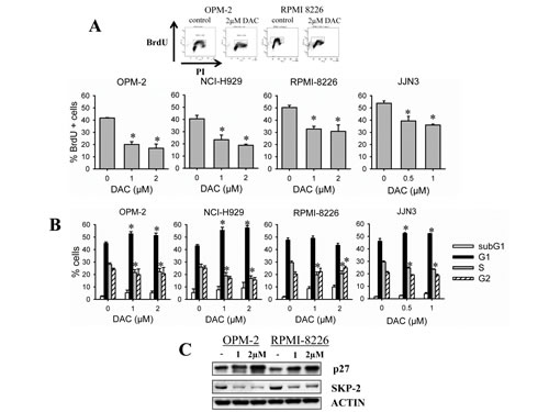 Decitabine negatively affects cell cycle progression.