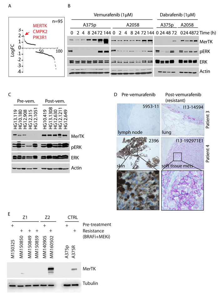 Vemurafenib triggers oncogenic MerTK upregulation in BRAF