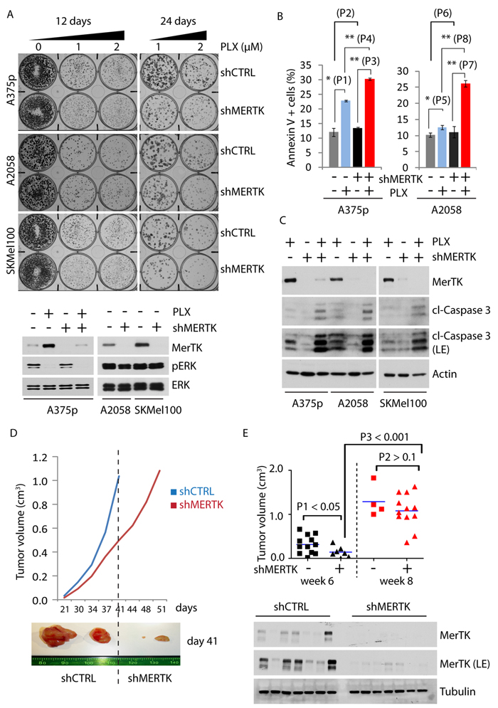 MerTK promotes melanoma cell survival and tumor formation.