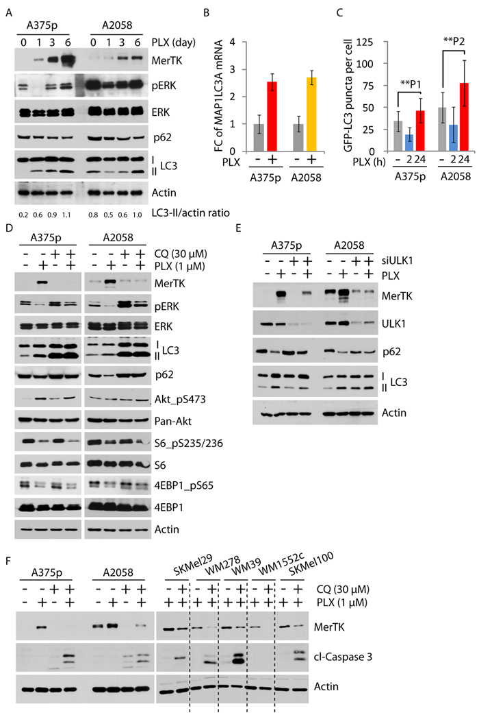 MerTK was stringently regulated by autophagy.