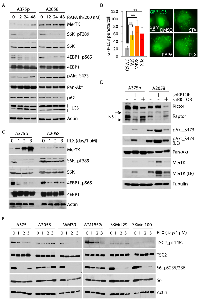 Vemurafenib upregulates MerTK through the mTORC1/autophagy signaling axis.