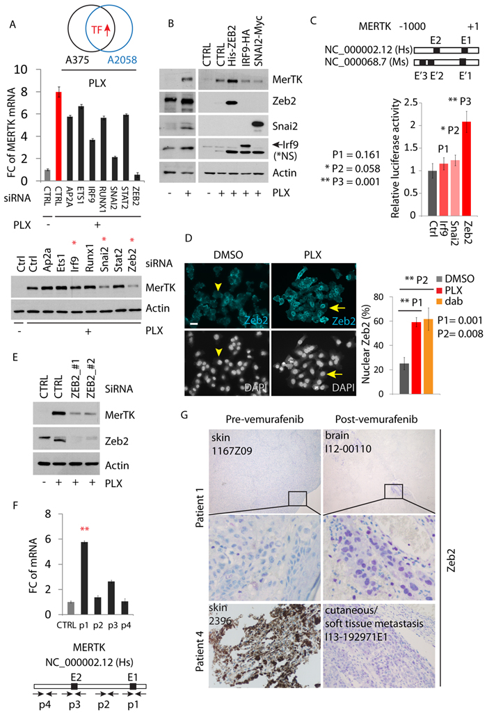 MerTK is a direct downstream target of Zeb2.