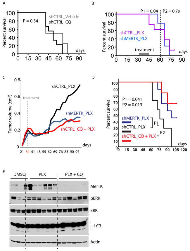 Combined inhibition of mutant BRAF and autophagy/MerTK overcomes resistance to vemurafenib therapy.