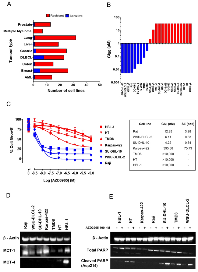 AZD3965 inhibits DLBCL, NHL and Burkitt&#x2019;s lymphoma cell growth as assessed through MTS and cell number.