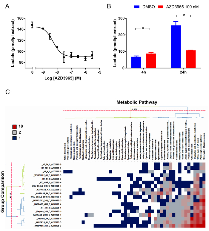 AZD3965 inhibits lactate transport and impacts global metabolic pathways.