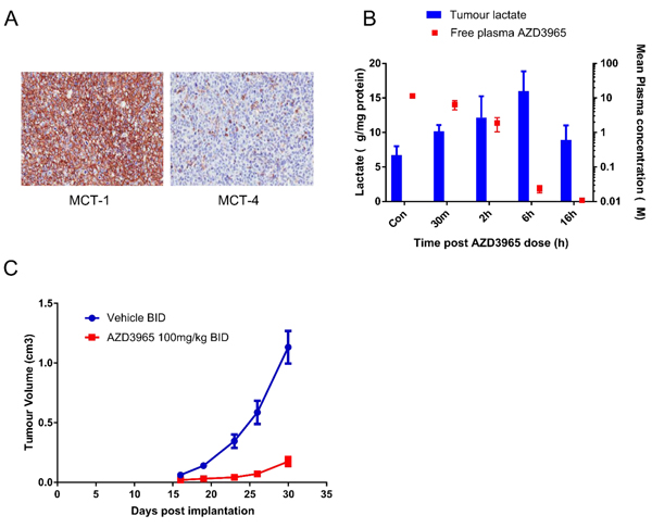 AZD3965 inhibits Raji DLBCL lactate transport and xenograft growth.