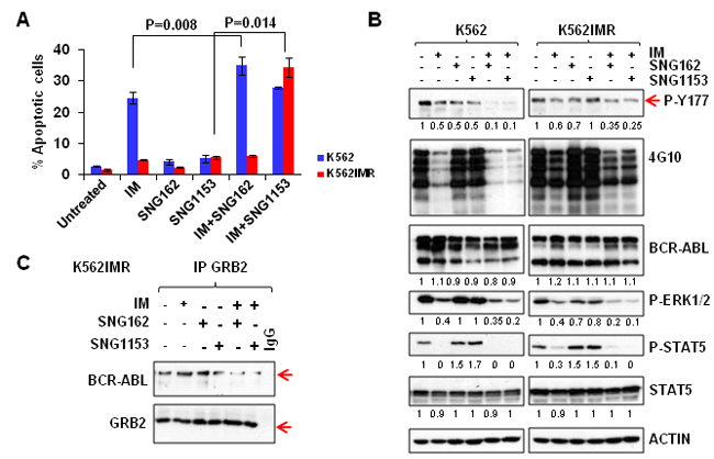 A combination of SNG inhibitors and TKI is more effective in inducing apoptosis and suppressing the phosphorylation of tyrosine 177 of BCR-ABL in K562 and K562IMR cells.