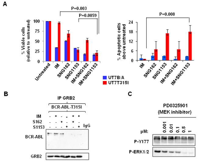 Combination treatment with SNG inhibitors and IM disrupts the BCR-ABL-Tyr177-GRB2 interaction in BCR-ABL-T315I mutant cells.