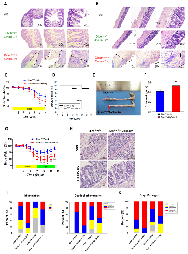 Dicer heterozygous mice are prone to DSS induced colitis.