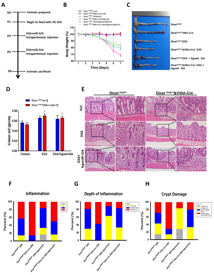 MiR-324-5p agomiR antagonized inflammatory process in mice induced by DSS administration.