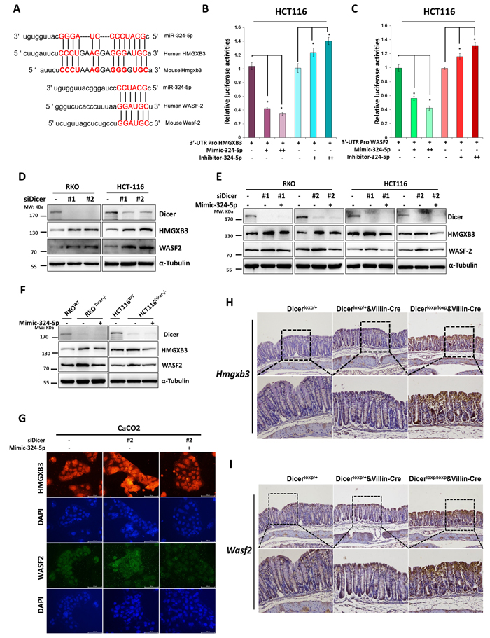 HMGXB3 and WASF-2 are two direct targets for miR-324-5p.