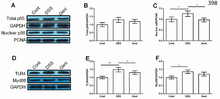 Genistein inhibited DSS-induced activation of TLR4/NF-&#x03BA;B signal in Caco-2 cells.
