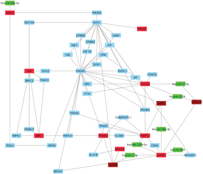 Correlation between HUB &#x2013; HUB interaction network in &#x201C;BC and arsenicals&#x201D; network and miRNAs.