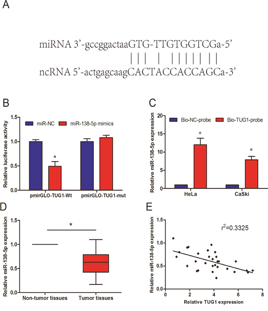 Validation of TUG1 as a direct target of miR-138-5p.