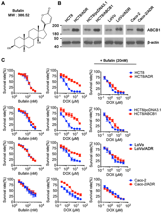 Cytotoxicity of BU in MDR and parental cell lines.