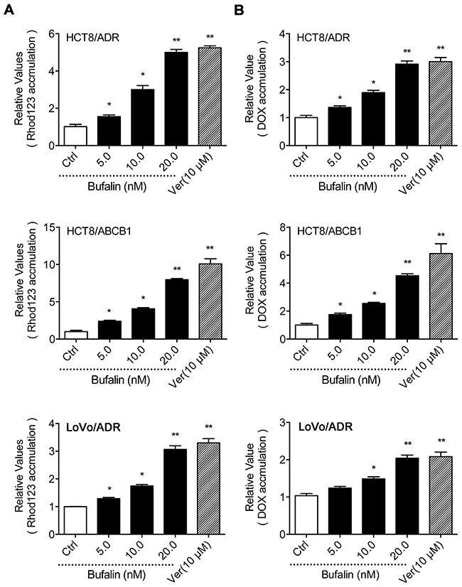 Effect of BU on the intracellular concentration of Rho 123 and DOX.