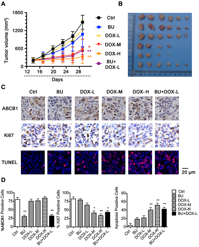 Potentiation of the antitumor effects of DOX by BU in a nude mice xenograft model.