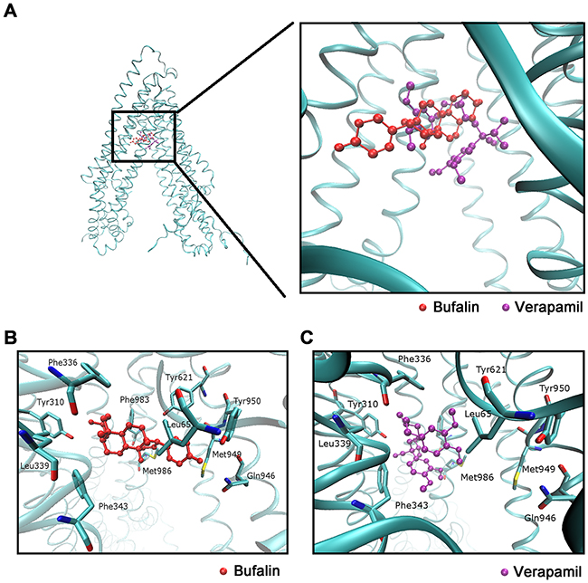 Molecular modeling of binding of BU or Verapamil to homology ABCB1.