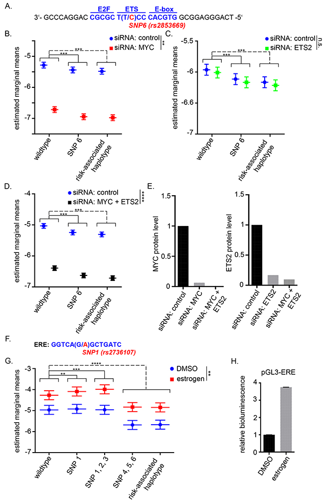 TERT promoter activity upon MYC and/or ETS2 silencing and estrogen induction.