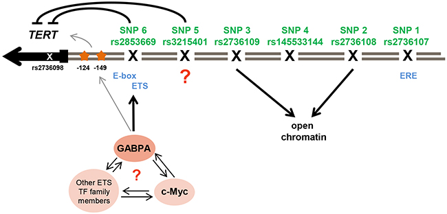 Illustration of potential regulation of TERT transcription and chromatin configuration by its promoter SNPs.