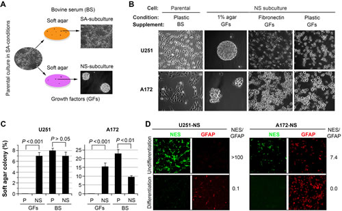 Differential growth of heterogeneous glioma cell lines.