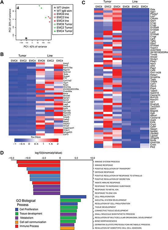 RNA-sequencing reveals limited differences between EMC cell lines and primary leukemias.