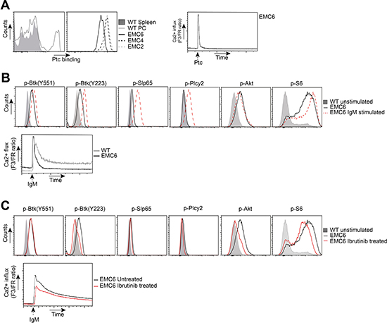 EMC cell lines recognize autoantigens and exhibit constitutive BCR signaling.